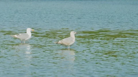 Seagulls standing in shallow rippling lake water Video stock 336661353
