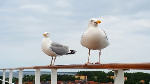 Seagulls standing on ship handrail Stock Footage 83515237