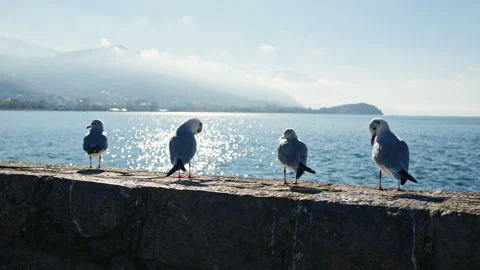 Seagulls standing on a stone wall with a calm lake and mountains in the Stock Footage 329322157