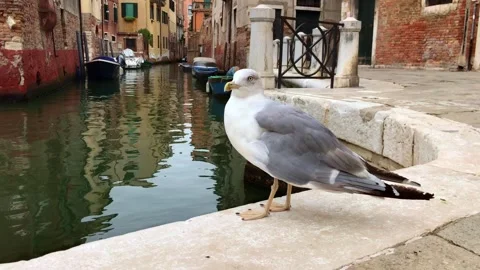 Seagulls standing on stone wall by canal in Venice Italy Video stock 342516623