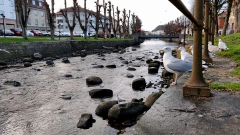 Seagulls Standing Under Rail Next to River Side 스톡 동영상 99533838