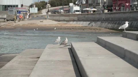Seagulls on the steps at Margate beach on a cloudy and windy day. Stock Footage 280575427