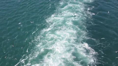 Seagulls at the stern Stock Footage 148034472