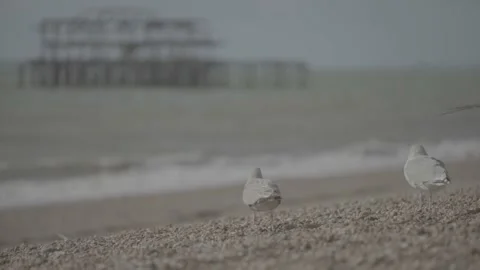 Seagulls on stony beach in Brighton Stock Footage 201135565