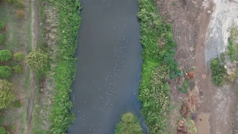 Seagulls on stream Stock Footage 219237089