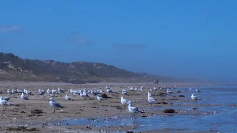 Seagulls strolling on the beach with mountains and distant walkers in the Stock Footage 312621696