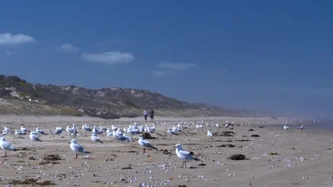 Seagulls strolling on the beach with mountains and distant walkers in the Stock Footage 312621714