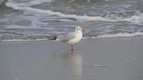 "Seagulls Strolling in the Surf: Myrtle Beach Serenity" Stock Footage 288644803