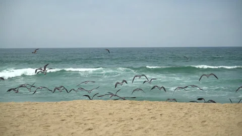 Seagulls Sudden Taking off On the Beach Front the Atlantic Stock Footage 197473373