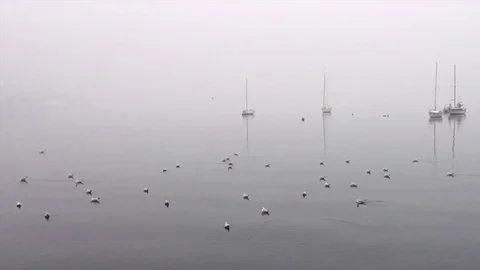 Seagulls suddenly fly away from still sea surface Stock Footage