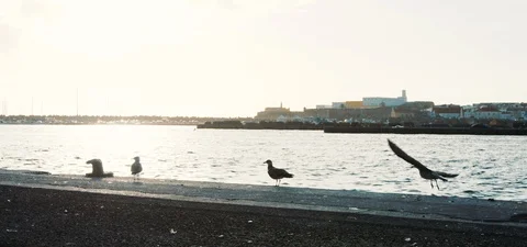 Seagulls in sunlight Stock Footage 124299853