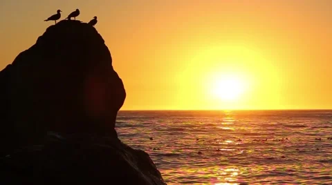 Seagulls in the sunset 2 Stock Footage 49783824