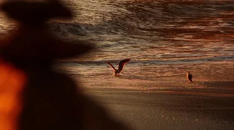 Seagulls in the sunset 3 Stock Footage 49783219
