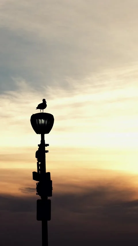 Seagulls at Sunset 4k Stock Footage 152964102