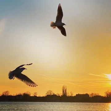 Seagulls Sunset Denmark Stock Photos
