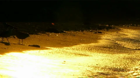 Seagulls at sunset Stock Footage 1462353