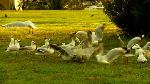 Seagulls Sunset Stock Footage 10564896