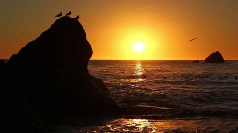 Seagulls in the sunset Stock Footage 49781688
