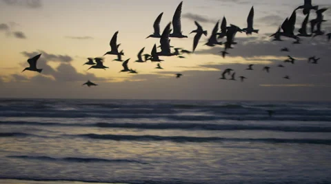 Seagulls Sunset 스톡 동영상 62471227