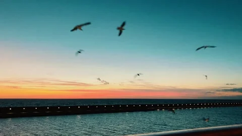 Seagulls at sunset Stock Footage 344695729