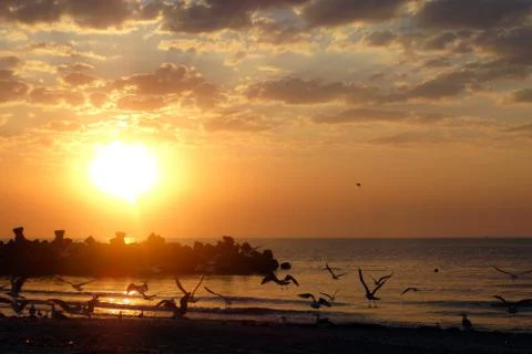 Seagulls on sunset Stock Photos