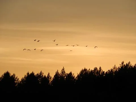Seagulls at sunset Stock Photos