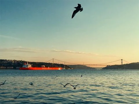 Seagulls at sunset Stock Photos