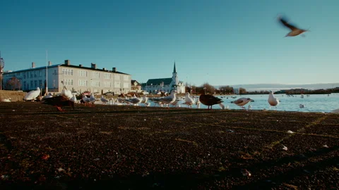 Seagulls at the sunset by the river, dance of the shadows Stock Footage 260882689