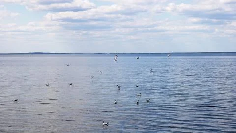 Seagulls on the surface of the water Stock Photos