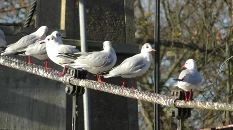 Seagulls on a suspension bridge cable preening their feathers Stock Footage 45551165