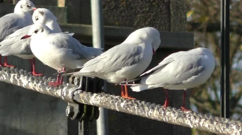 Seagulls on a suspension bridge cable preening their feathers Stock Footage 45551247