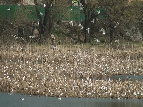 Seagulls on the swamp Stock Footage 75051715