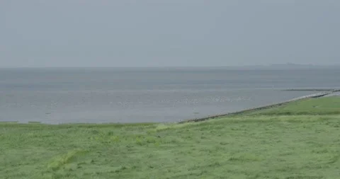 Seagulls swarm in the far on water surface at grassy beach area Stock Footage 157963963