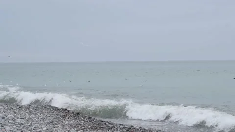 Seagulls swaying on the waves. Winter day, storm on the black sea. Batumi Stock-Footage 150426937