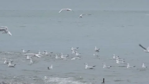Seagulls swaying on the waves. Winter day, storm on the black sea. Batumi 스톡 동영상 150426939