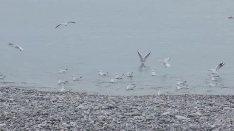Seagulls swaying on the waves. Winter day, storm on the black sea. Batumi 스톡 동영상 150427095