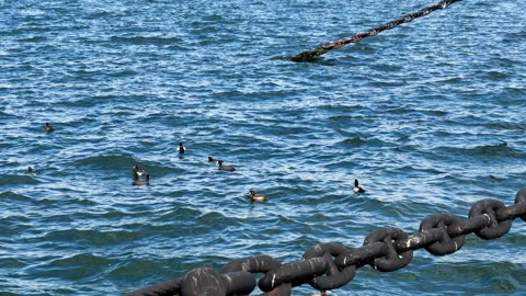 Seagulls swim between the Large chains mooring a ship to the dock. Yokohama Bay 스톡 동영상 258414693