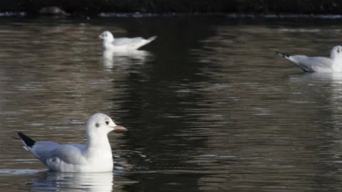Seagulls swimming around in a pond Stock Footage