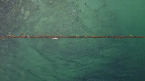 Seagulls swimming in clear water near rocky shore in early morning light Stock Footage 340503053