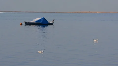 Seagulls swimming Stock Footage 104123466