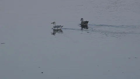 Seagulls swimming with reflections Stock Footage 97854023