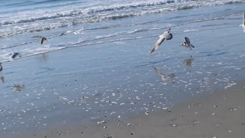 Seagulls swoop in Video stock 131664259