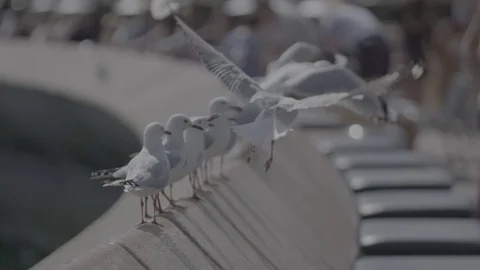 Seagulls on Sydney Harbour Stock Footage 70337413