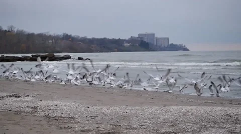 Seagulls take off  (96fps Slow-Mo) Stock-Footage 57874734