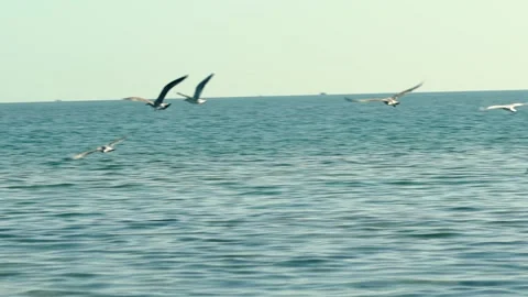 Seagulls take off and fly over the shore against the backdrop of a beautiful sea Stockbeeldmateriaal 202609125
