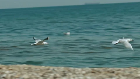 Seagulls take off and fly over the shore against the backdrop of a beautiful sea Stock Footage 202609189