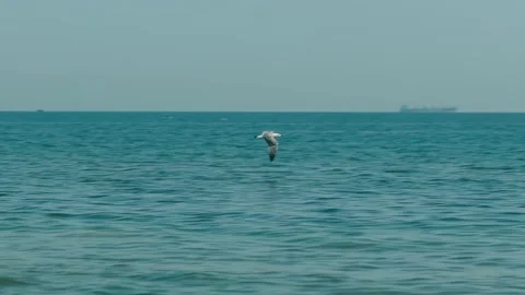 Seagulls take off and fly over the shore against the backdrop of a beautiful sea Video stock 202667624