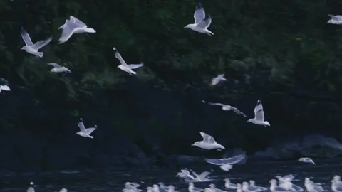 Seagulls take off from beach and fly near coastal cliffs Stock Footage 147747145
