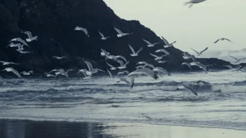Seagulls take off from beach and fly near coastal cliffs Stock Footage 168638367