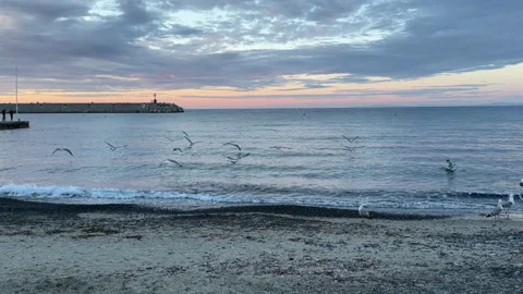 Seagulls take off from the beach Stock Footage 274398244